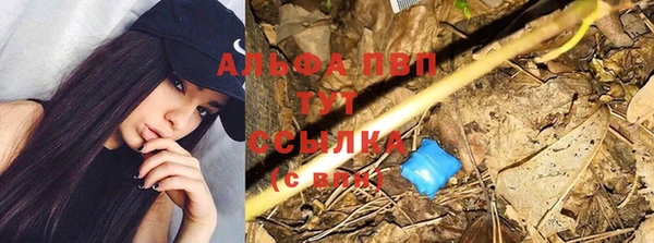 стаф Алзамай